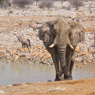 Etosha - Okaukuejo - Elephant